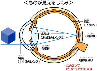 目の仕組み